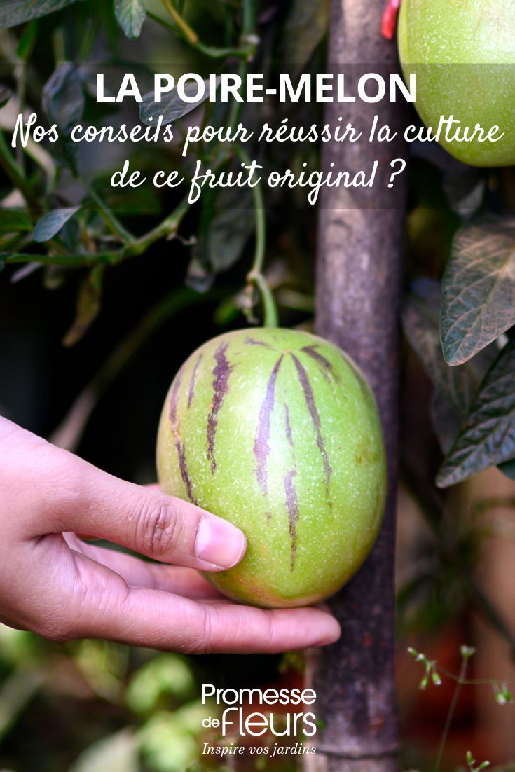 How to Grow the Pepino Melon, an Exotic and Unusual Fruit fruit of the Solanum muricatum
