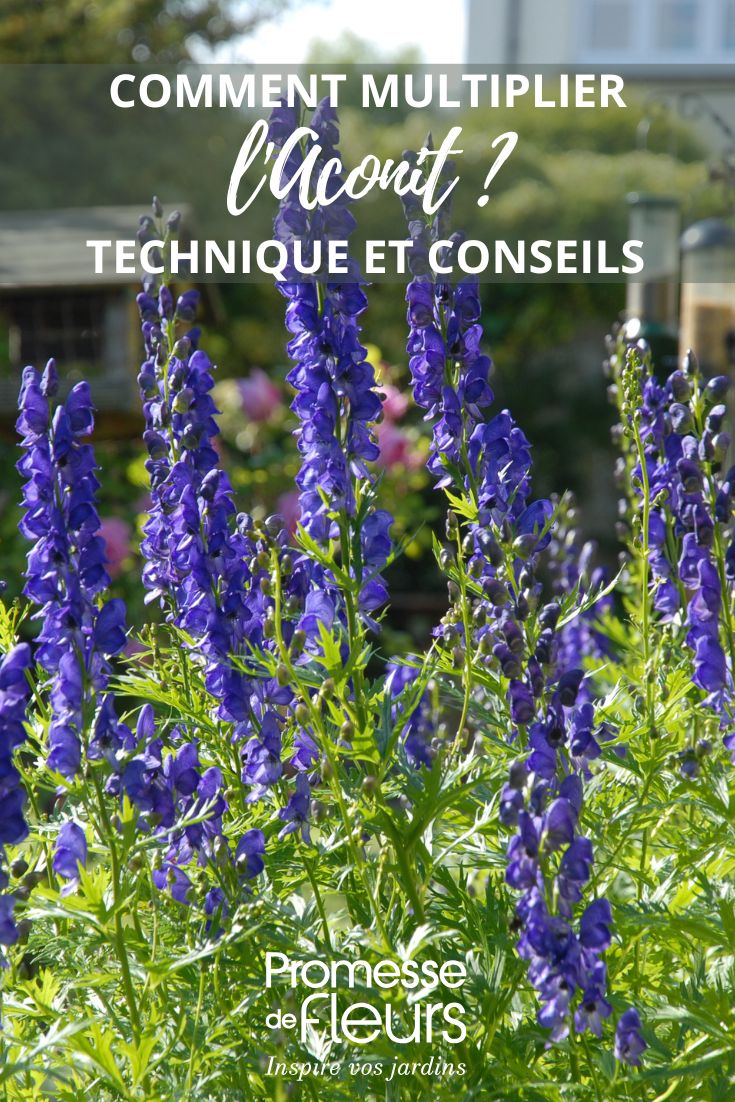 tips for propagating aconite
