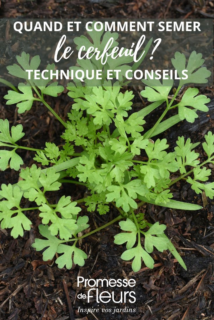 young plant, grown from chervil seedlings in the garden