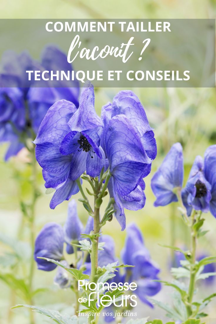 size of aconite