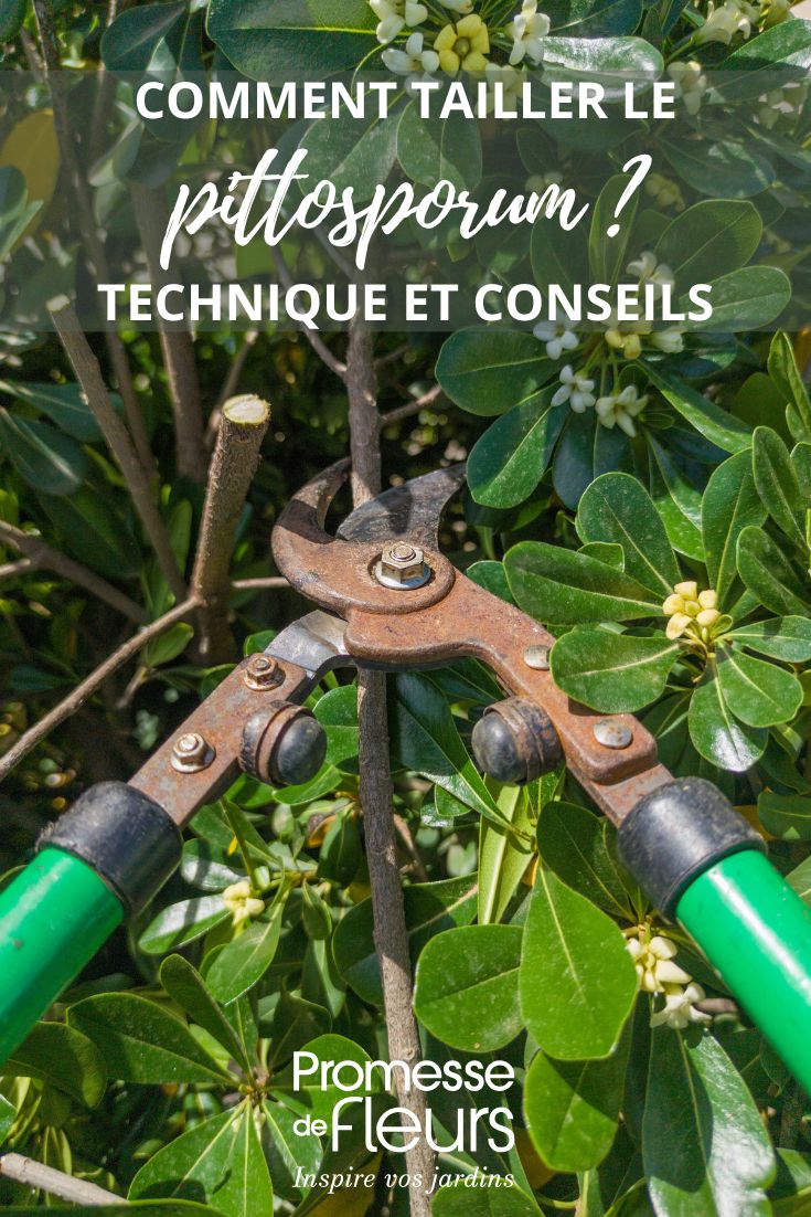 pruning of pittosporum