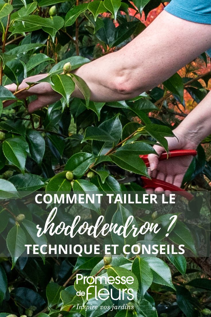 pruning rhododendrons
