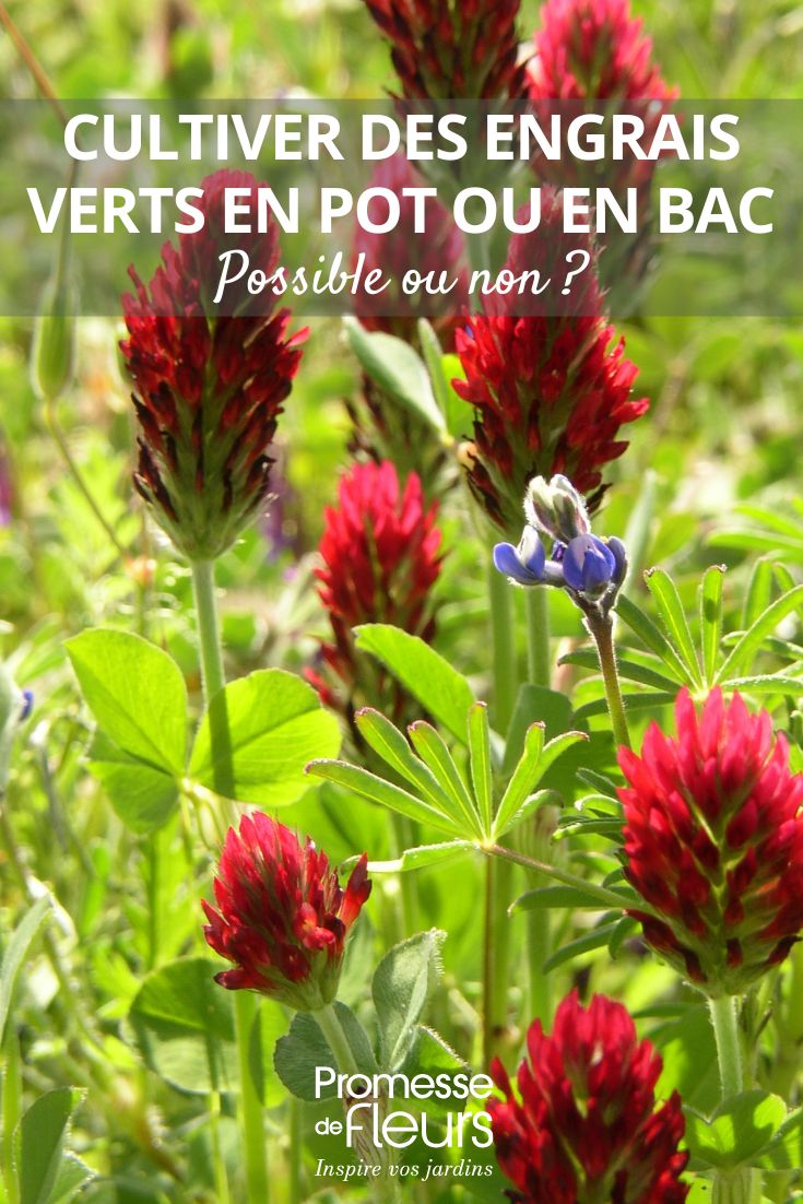 Growing green manure in pots or containers – is it possible or not? crimson clover