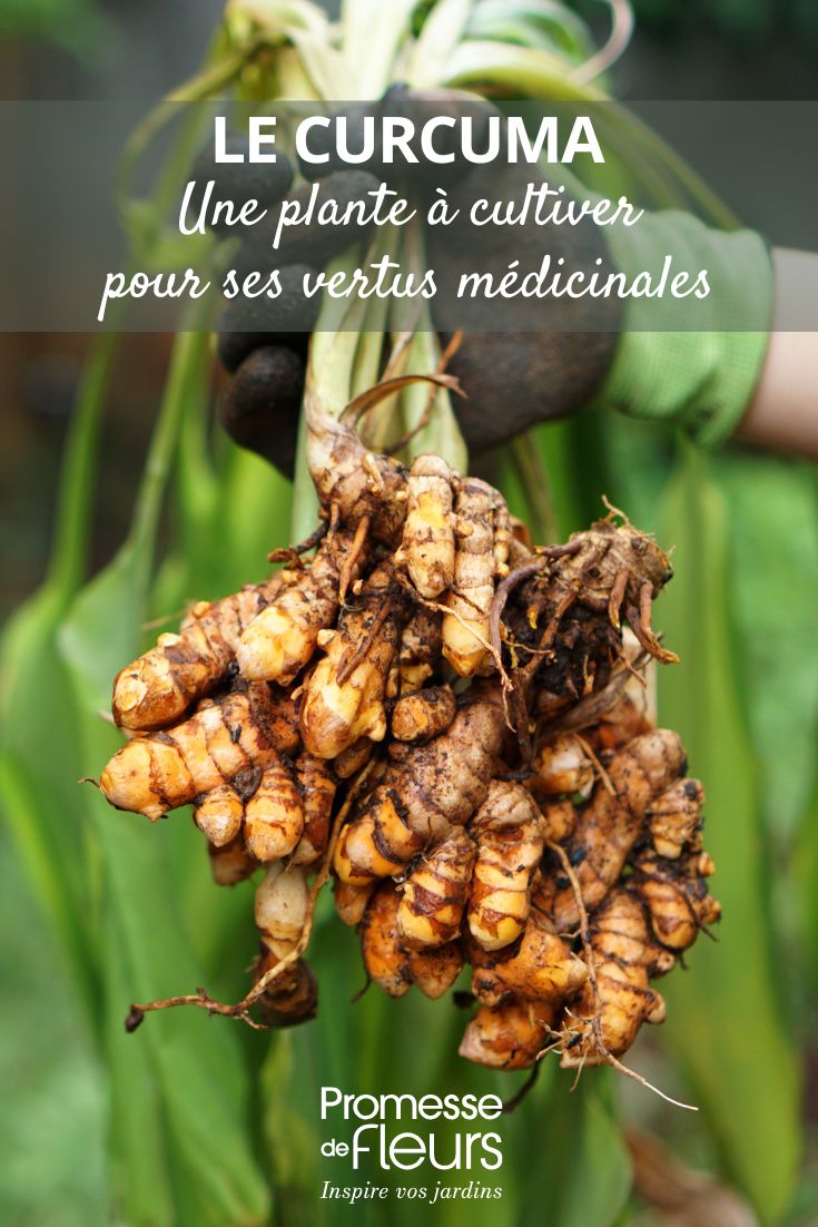 Growing Turmeric for Its Health Benefits cultivation and roots of turmeric