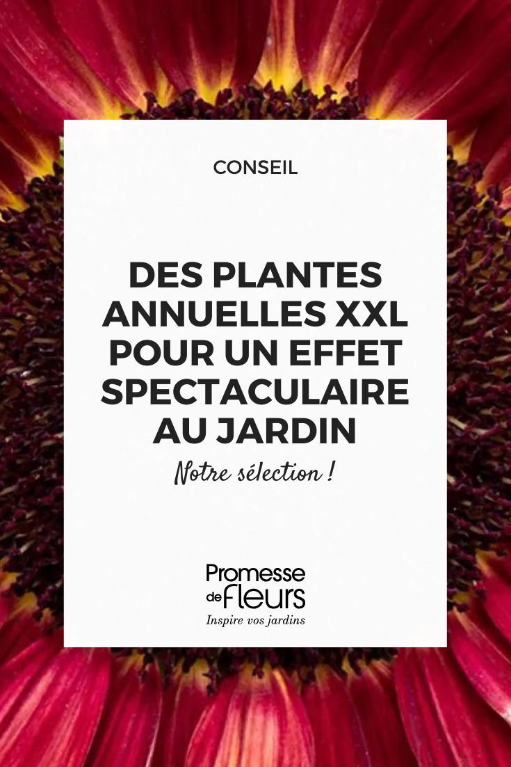 Spectacular XXL annuals for a stunning garden effect (2) Sunflower-Seeds-Desire-Red