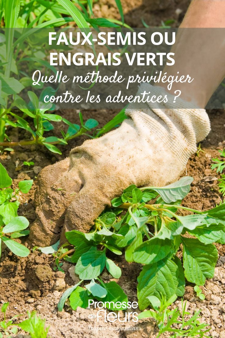 False sowing or green manures: which method to favour against adventive plants weed control