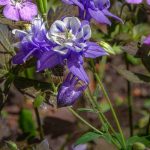 Perennial Geraniums: Discover Colourful Foliage Varieties to Enhance Your Flower Beds