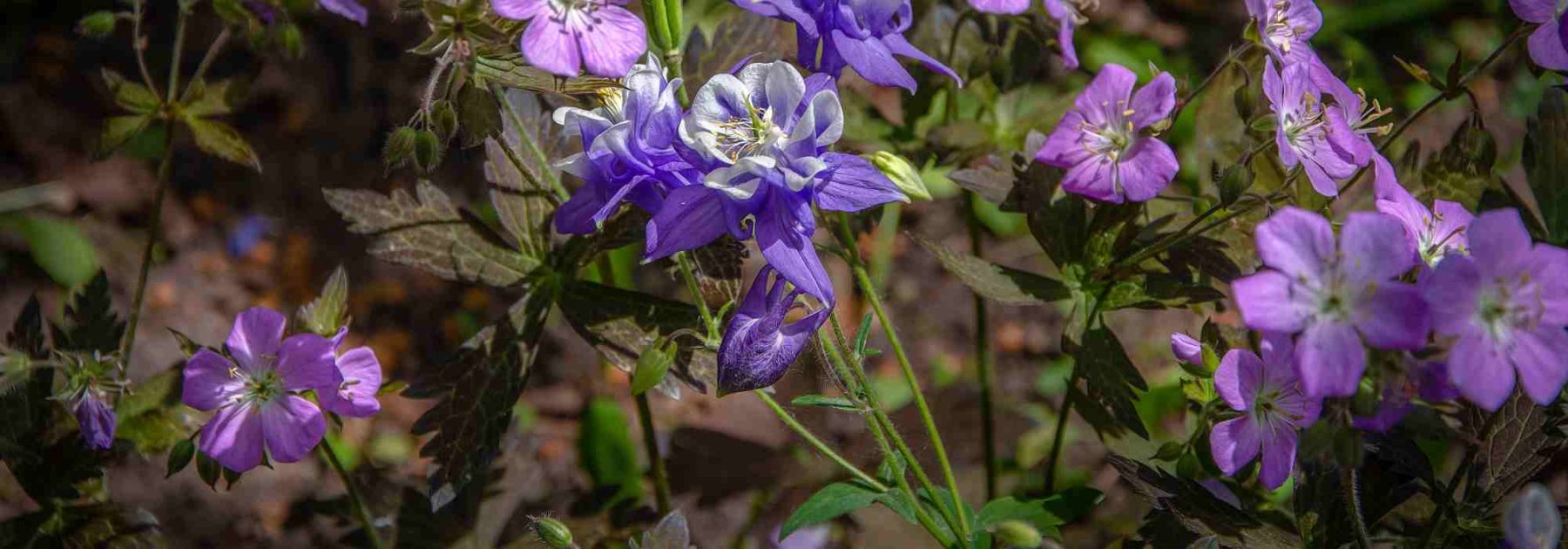 Perennial Geraniums: Discover the Varieties with Colourful Foliage to Enhance Your Flower Beds