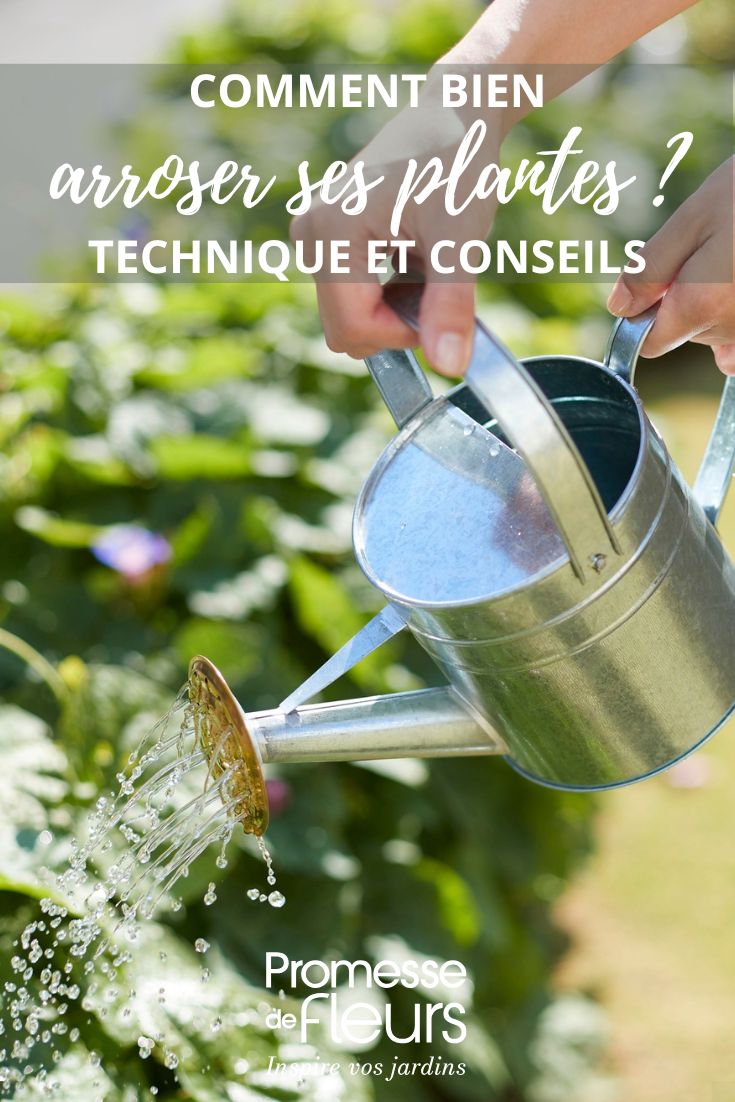 water your plants properly