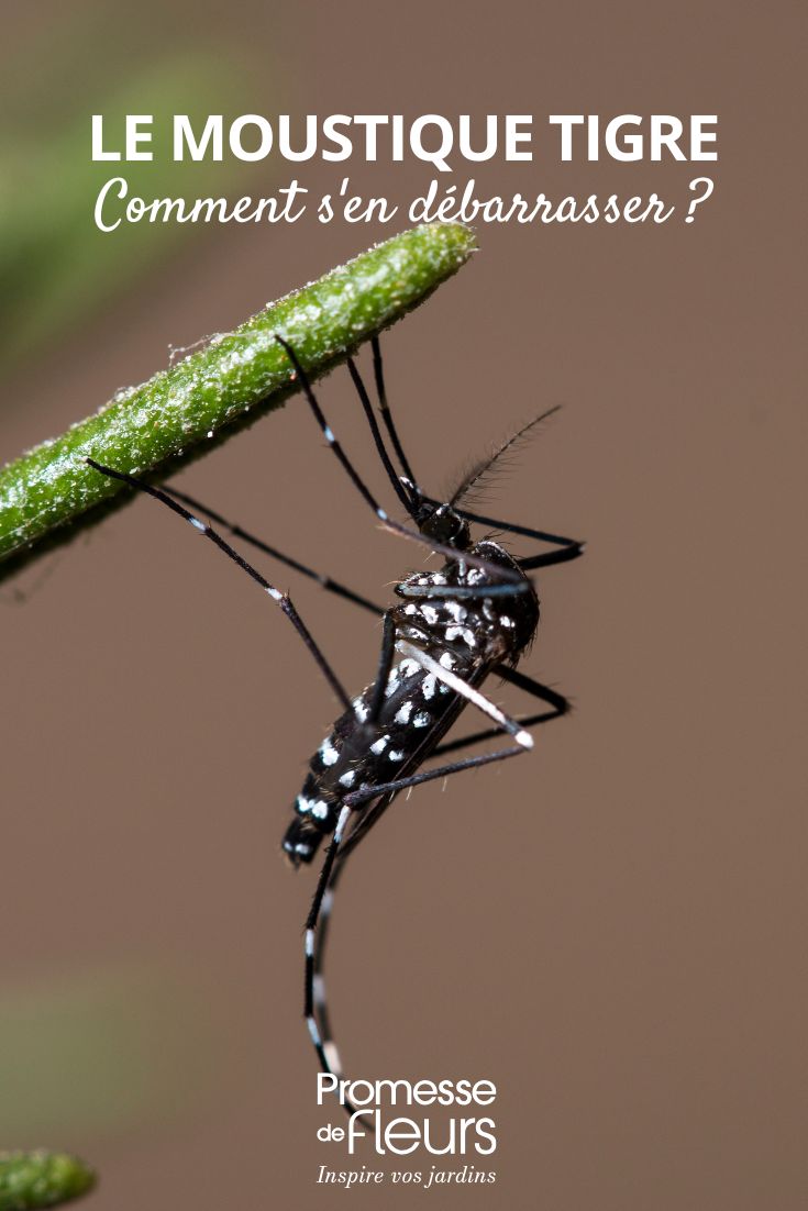 The Tiger Mosquito in the Garden: How to Get Rid of It (1) The tiger mosquito