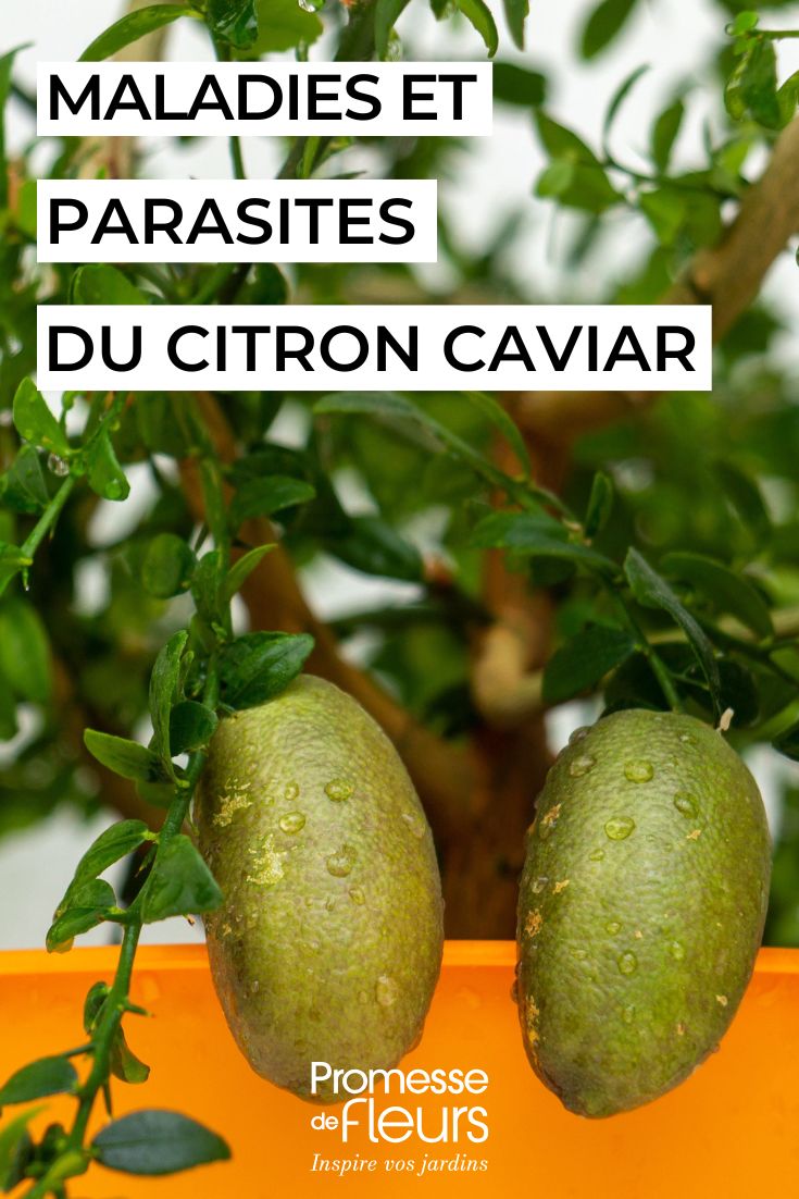 Diseases and parasitic pests of finger lime tending to finger limes