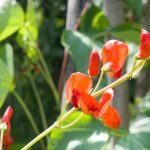 The best annual climbing plants to quickly beautify your garden