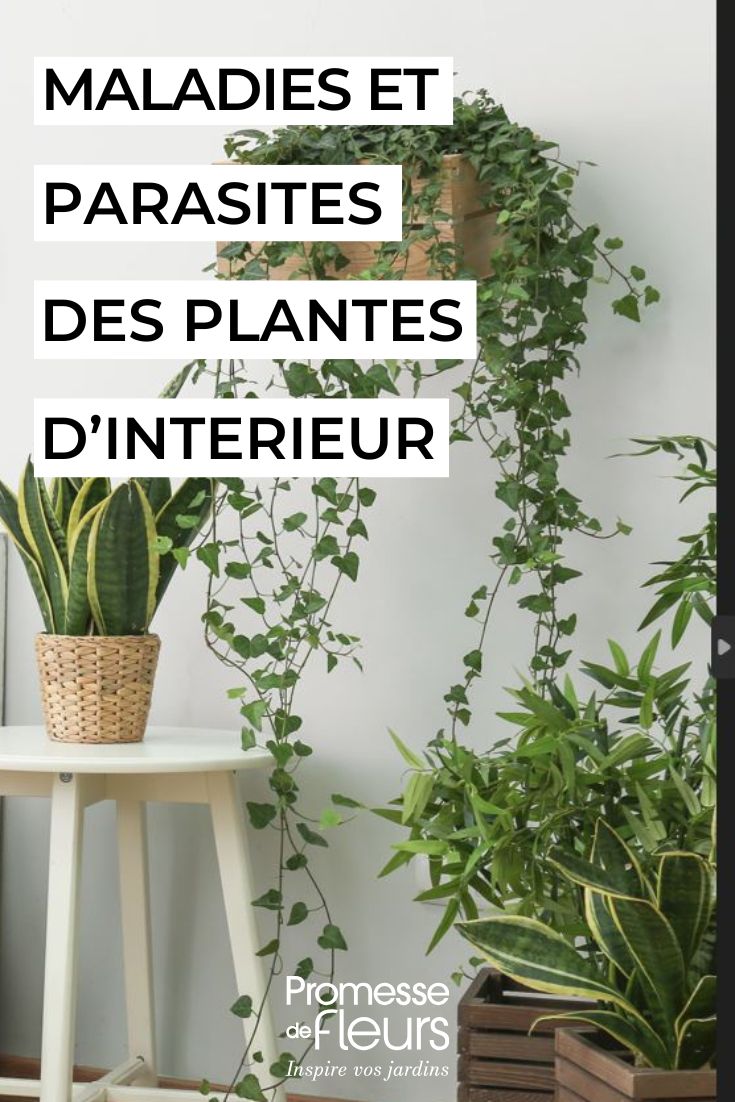 Main diseases and pests of houseplants caring for houseplants