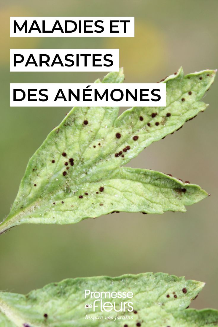 Diseases and Pests of Anemones caring for anemones