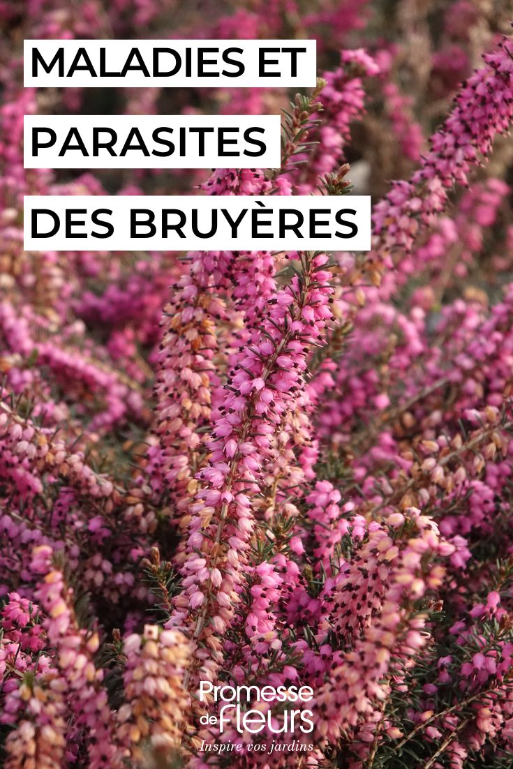 Diseases and parasitic issues of heathers: symptoms, natural treatments and prevention advice caring for heathers