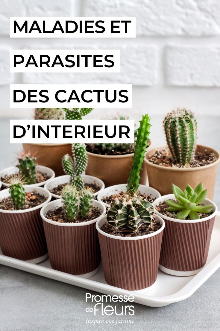 Diseases and Pests of Indoor Cacti: How to Treat and Prevent Them caring for indoor cacti