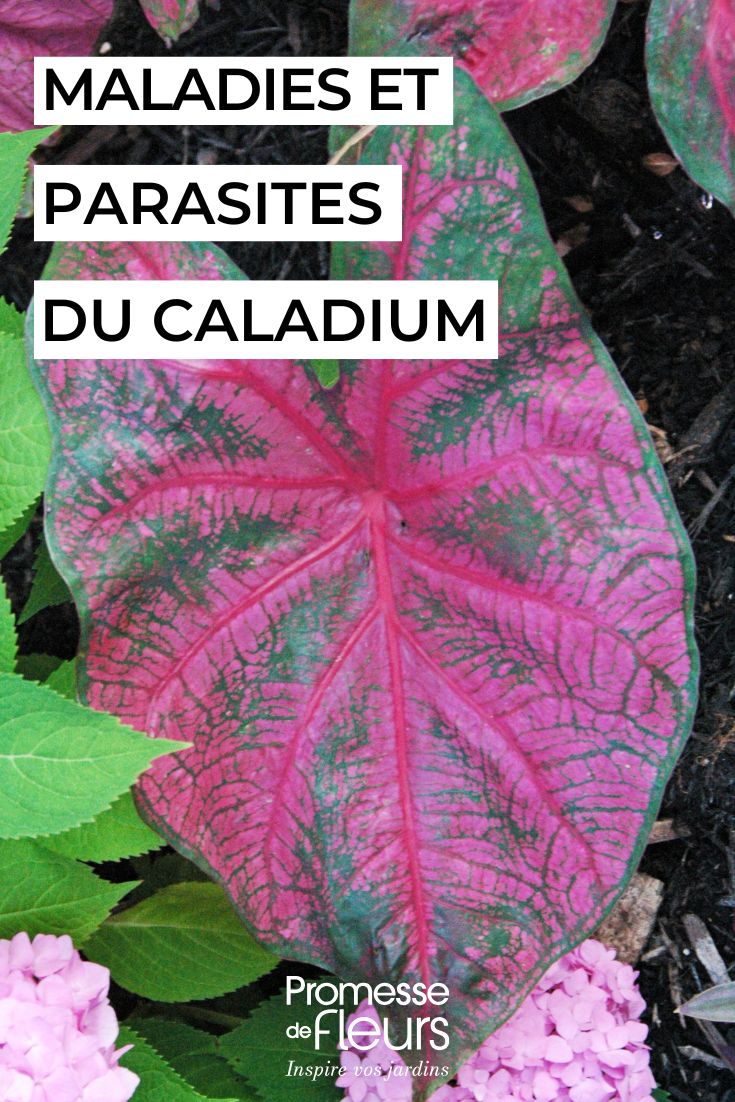 Diseases and Pests of Caladium Indoors: Identify Them and Protect Your Plant (1) caring for CALADIUM