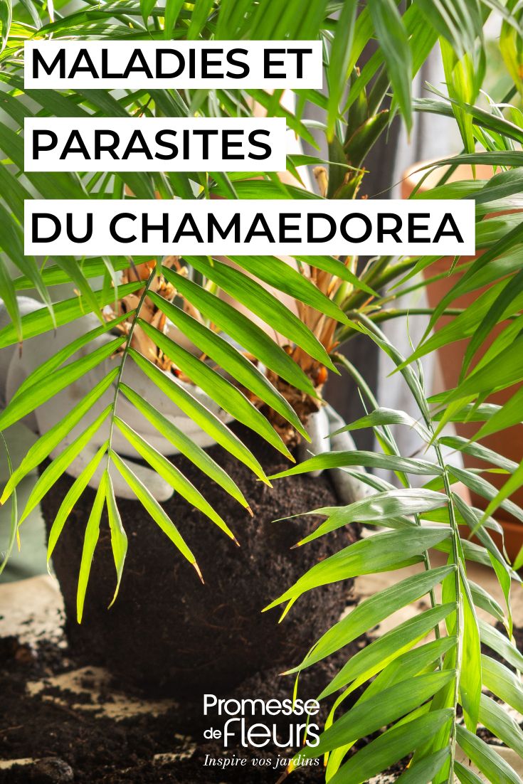 Diseases, parasitic pests, deficiencies – everything that can affect your Chamaedorea caring for the CHAMAEDOREA