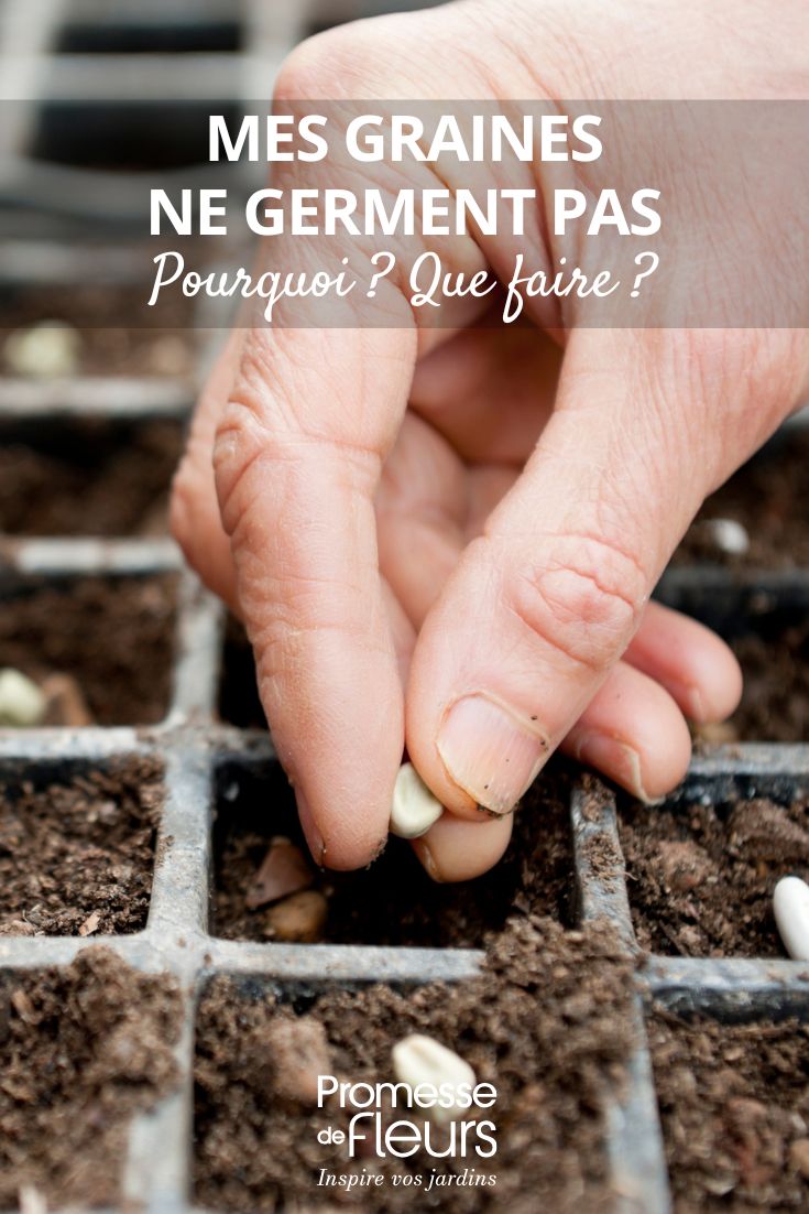 My seeds aren't germinating - why? What should I do? failed sowing