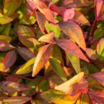 Nandina domestica: A Reliable Choice Among Decorative Foliage Plants
