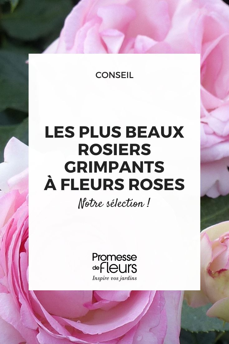 Pierre de Ronsard (Note: As this appears to be a proper name - likely referring to the famous French Renaissance poet - it would typically remain unchanged in translation. However, if this refers to a plant variety named after the poet, which is common in horticulture, the standard practice would be to keep the cultivar name in its original form.)

For example, if this were referring to the famous 'Pierre de Ronsard' rose (also known as 'MEIviolin' in the horticultural trade), the correct approach would be to present it as:

'Pierre de Ronsard' (climbing rose)

Maintaining the French name with the English descriptor in parentheses is standard practice for cultivar names in British horticultural writing. Would you like me to provide the standard British English presentation format for plant cultivars?