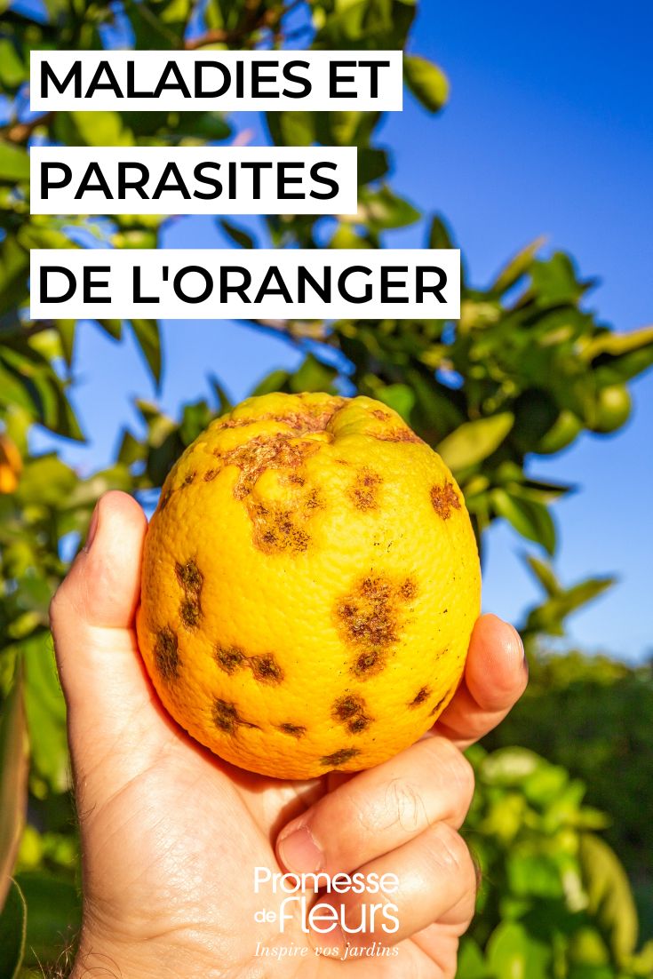 Orange Tree: How to Identify and Treat Diseases and Pests caring for orange trees