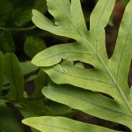Phlebodium, Blue Fern: Growing and Care