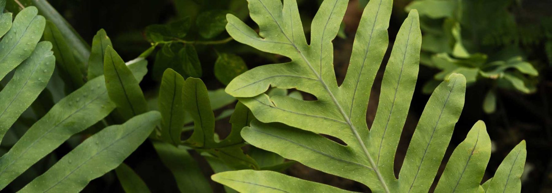 Phlebodium, Blue Fern: Growing and Care