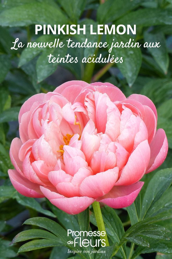 Pinkish Lemon: The New Garden Trend with Zesty Hues