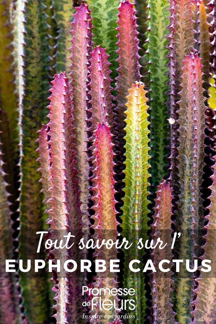 Pinterest - Plant Factsheets All You Need to Know (26) Euphorbia