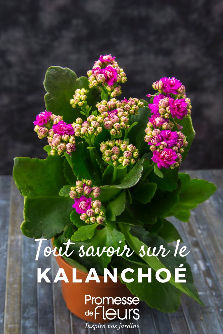 Kalanchoe: Everything You Need to Know Kalanchoe: Growing and Care Guide