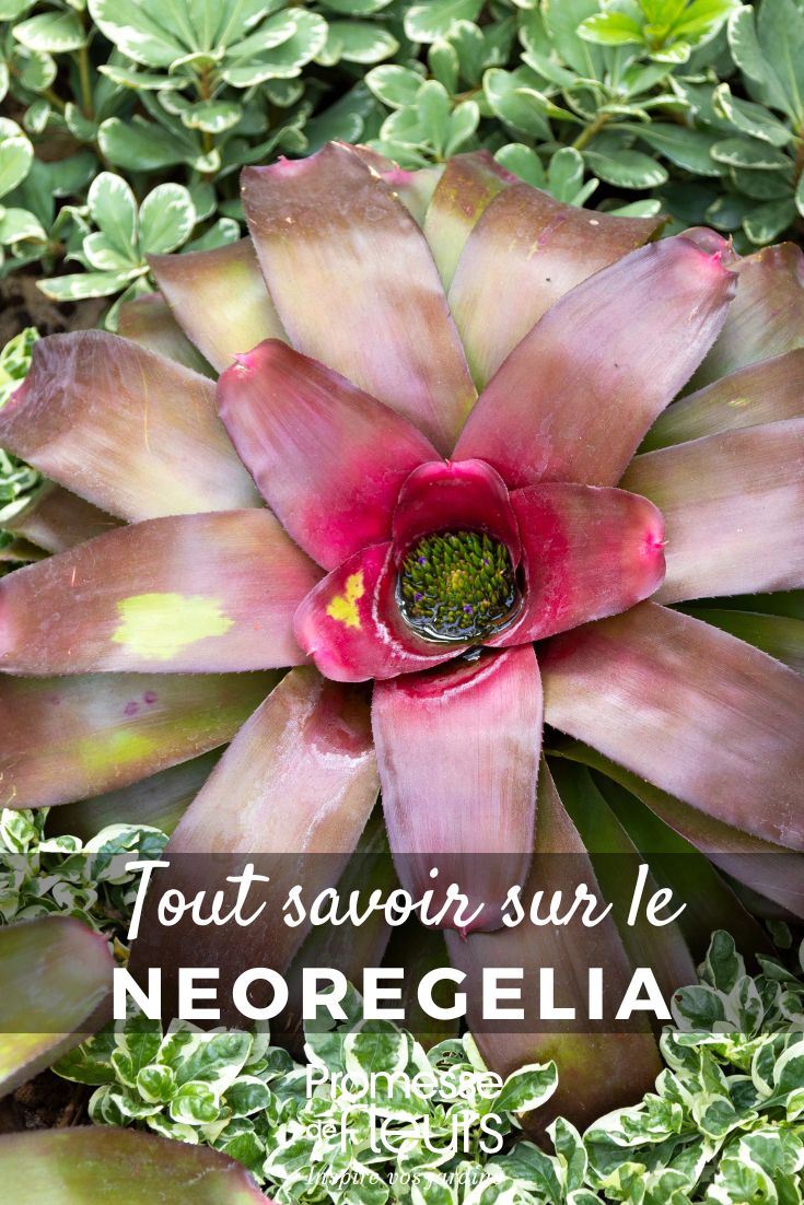 Neoregelia - Plant Guide All You Need to Know (4) Neoregelia: Growing and Care