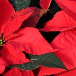 Christmas Star - Poinsettia: Growing and Care