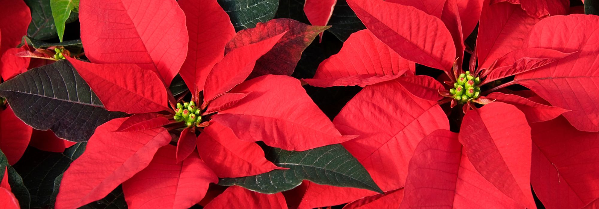 Christmas Star - Poinsettia : growing and caring