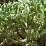 Polaskia chichipe: growing and caring for