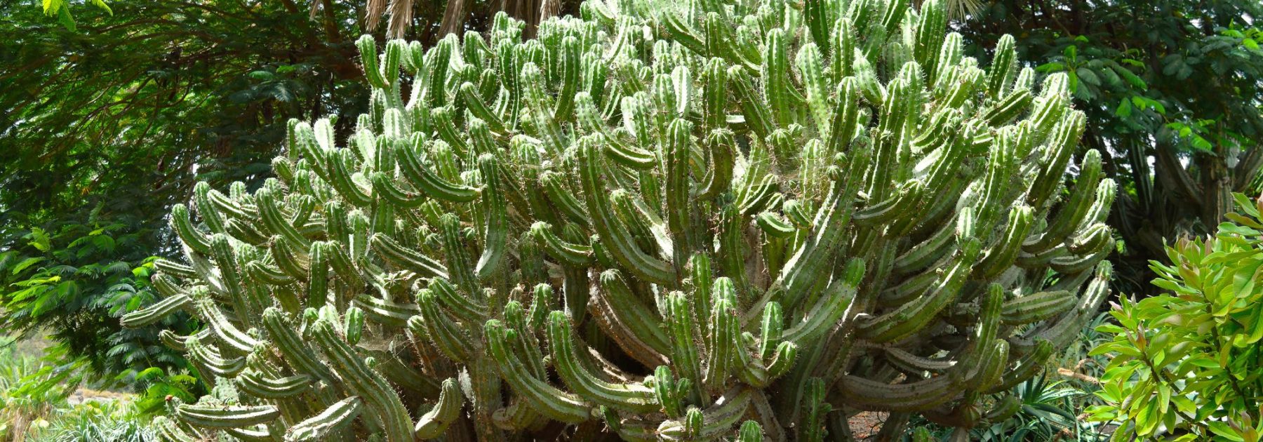 Polaskia chichipe: growing and caring for