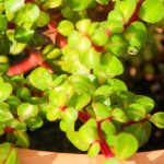 Portulacaria: cultivation, care and varieties