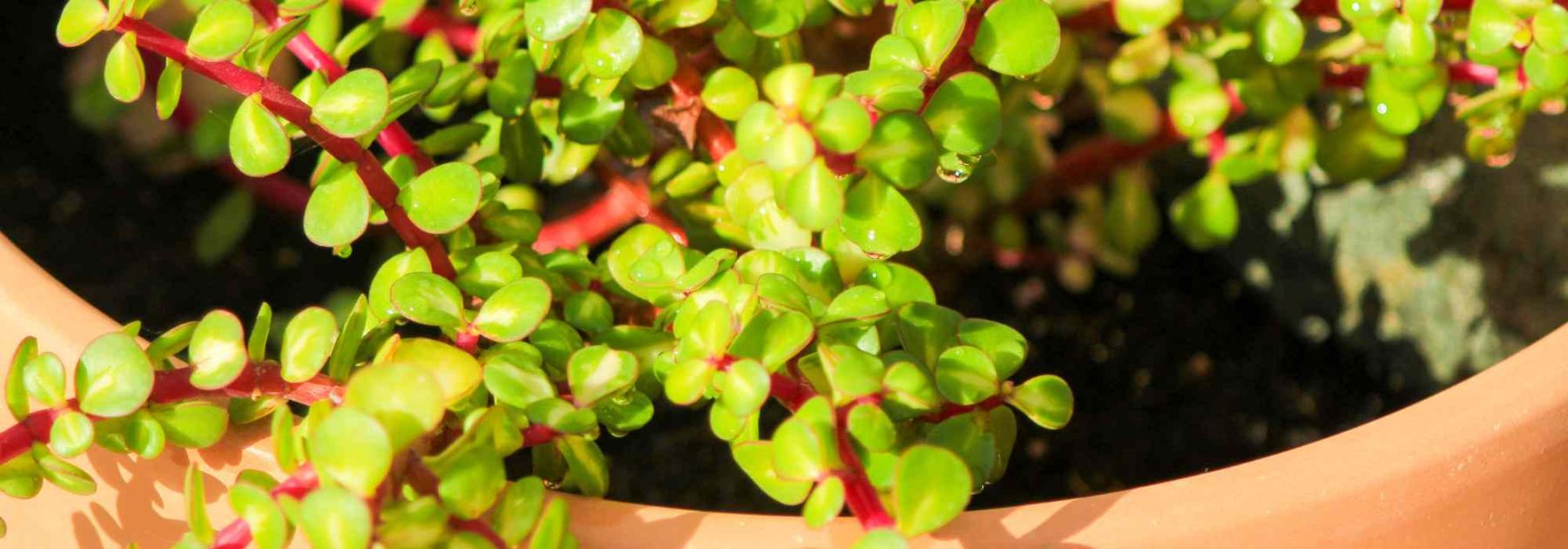 Portulacaria: cultivation, care and varieties