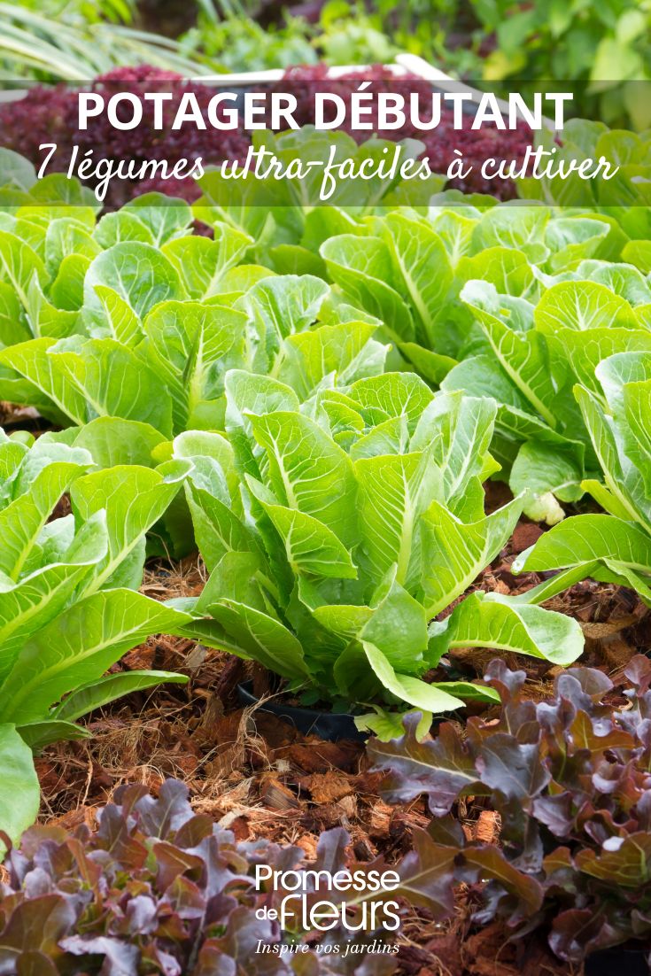 Beginner's Vegetable Garden: 7 Super Easy Vegetables to Grow lettuces in the vegetable garden
