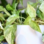 Pothos: Planting, Growing and Taking Cuttings of this Easy-Care Houseplant