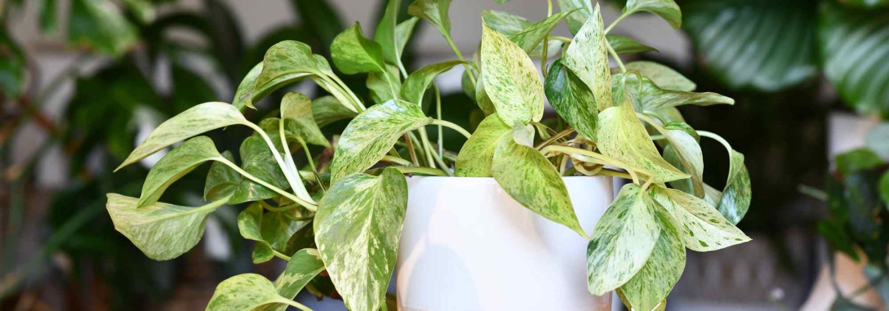 Pothos: Planting, Growing and Taking Cuttings of this Easy-Care Houseplant