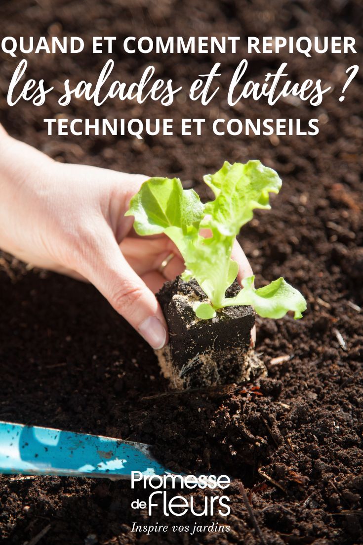 how to plant lettuces