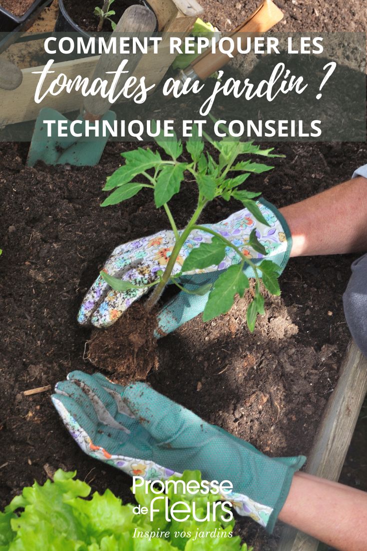 planting tomato seedlings in the vegetable garden