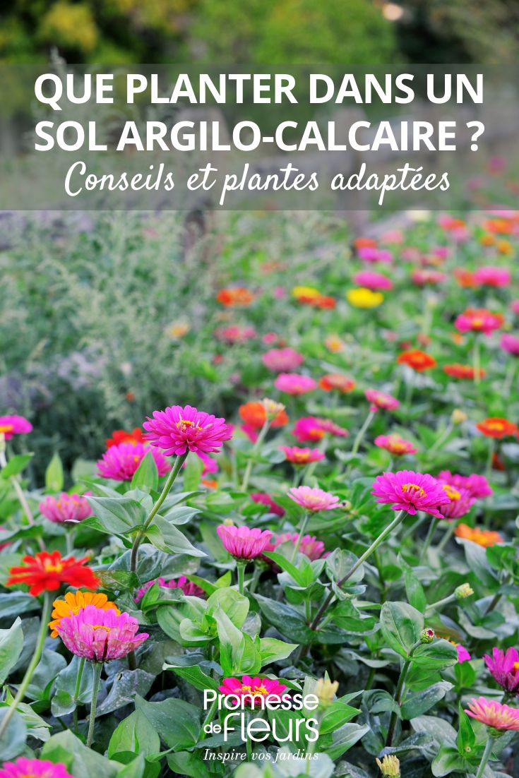 What to Plant in Clay-Limestone Soil: Advice and Suitable Plants Zinnias