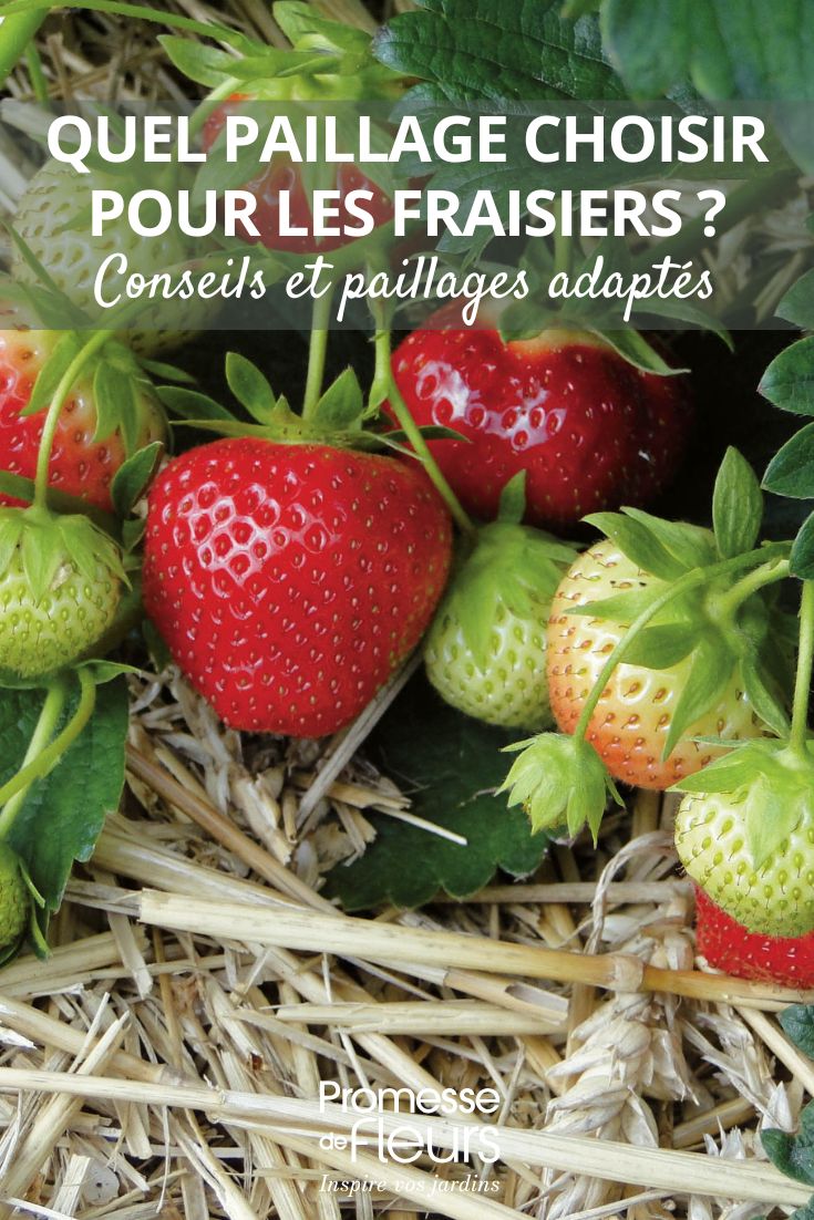 Which mulch to choose for strawberry plants (1) mulching strawberry plants