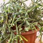 Rhipsalis - Mistletoe Cactus: Planting and Care for This Trailing Houseplant