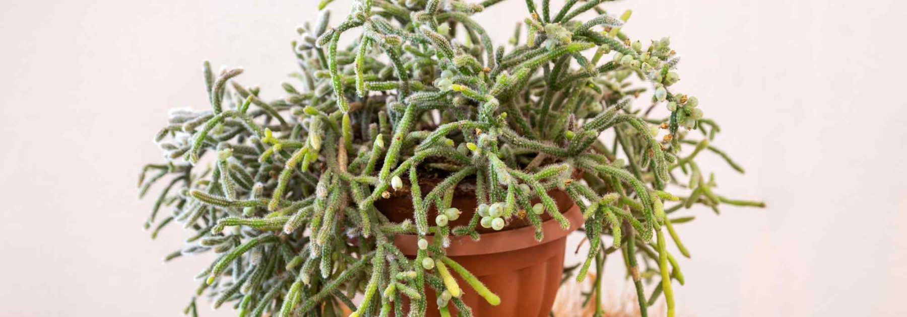 Rhipsalis - Mistletoe Cactus: Planting and Care for This Trailing Houseplant