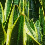 Sansevieria, Mother-in-Law's Tongue: Cultivation and Indoor Care
