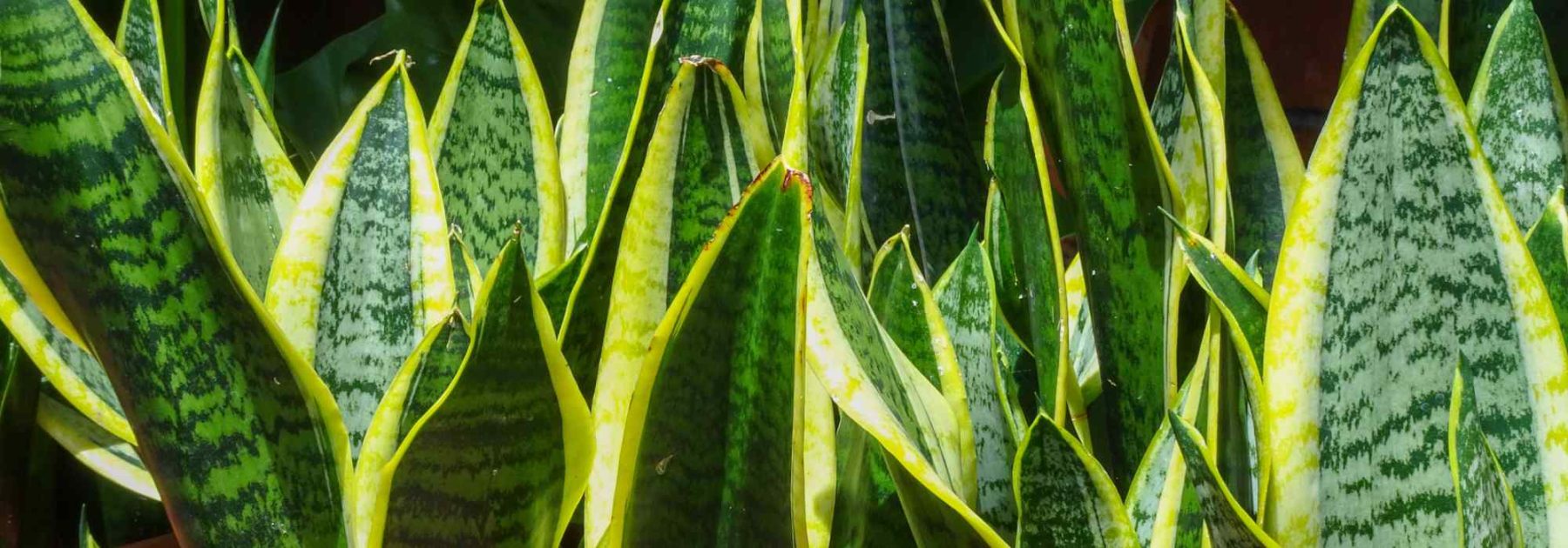 Sansevieria, Mother-in-Law's Tongue: Cultivation and Indoor Care