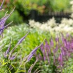Garden Trend 2025: Naturalistic Aesthetics Inspire a Rustic and Relaxed Style